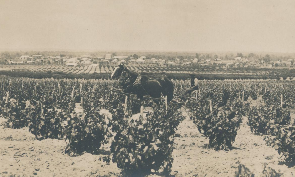 Agricultural Settlement